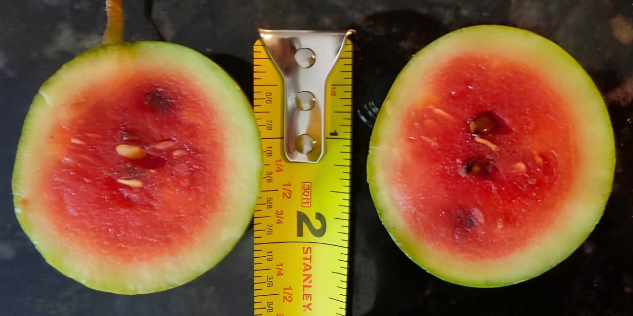 Yumurta Boyutunda Karpuz Üretimi Gerçekleşti